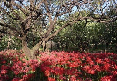 🏞️ 후추시 향토의 숲 박물관 (후추시 쿄도노모리 하쿠부츠칸) 이미지 2
